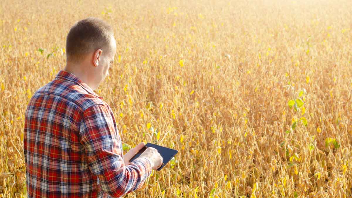 Farmer uses tablet while cheking soy at field